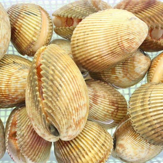 Sò dương sống giá tốt